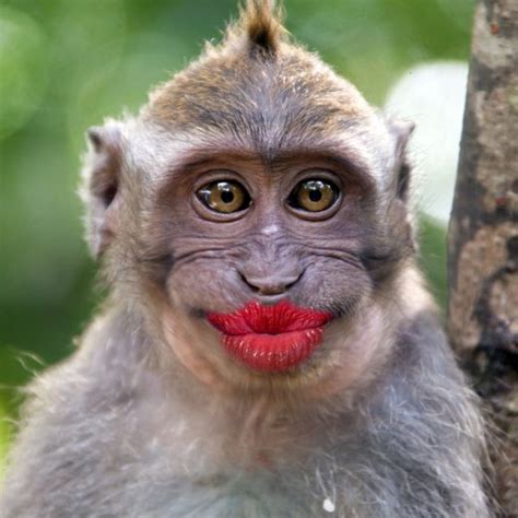 funny female monkey images|female monkey funny pic.